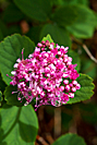 Rosy Spiraea