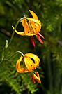 Tiger Lily