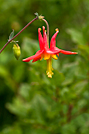Western Columbine