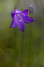 Harebell