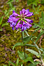 Small-flowered Penstemmon
