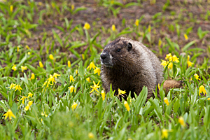 Hoary Marmot
