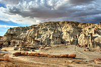 Petrified Log