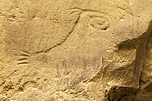 Chaco Bird