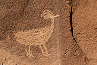 Bighorn Sheep