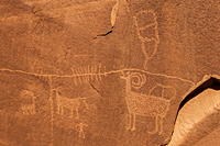 Bighorn Sheep Panel
