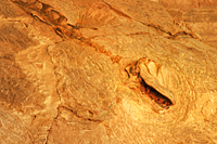 Dinosaur Quarry
