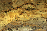 Dinosaur Quarry