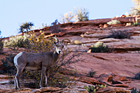Desert Bighorn Sheep