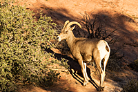 Desert Bighorn Sheep