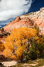 Cottonwood Gold