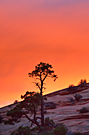 Zion Sunset