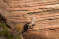 Desert Bighorn Sheep