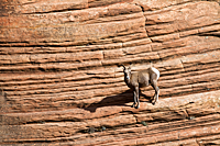 Desert Bighorn Sheep
