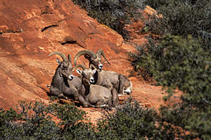 Bighorn Choir