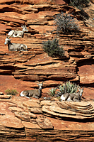Bighorn Ewes