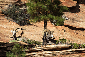 Bighorn Ram & Ewes