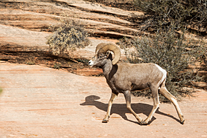 Bighorn Ram