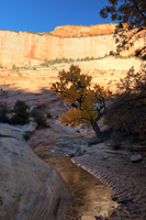 Pine Creek