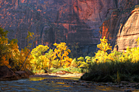 Virgin River Cottonwoods