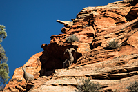 Bighorn Ram and Ewe
