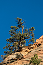 Desert Bighorn Sheep