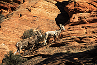 Bighorn Ram & Ewe