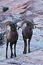 2 Rams