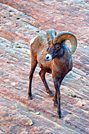 Bighorn Ram