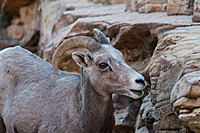 Bighorn Ewe