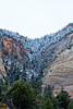 Snow Flocked Pines