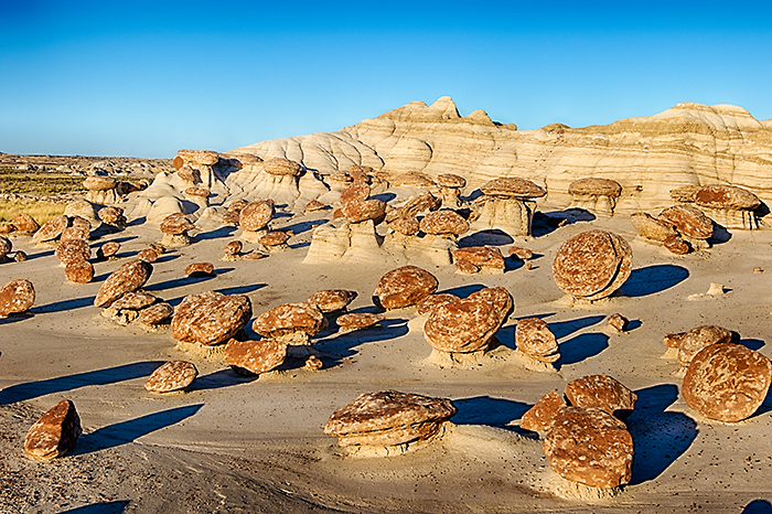 Little Mushroom Patch