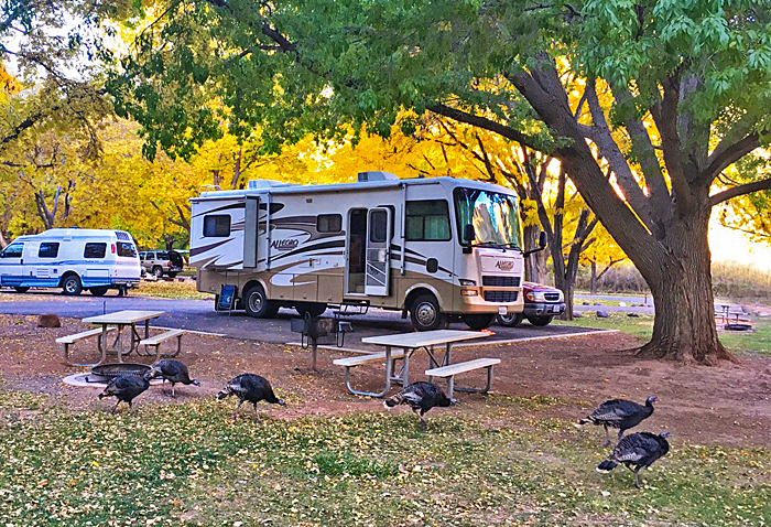 Campsite Turkeys
