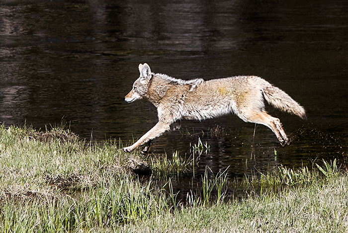 Gibbons Meadow Coyote