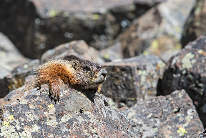 Yellow-bellied Marmot