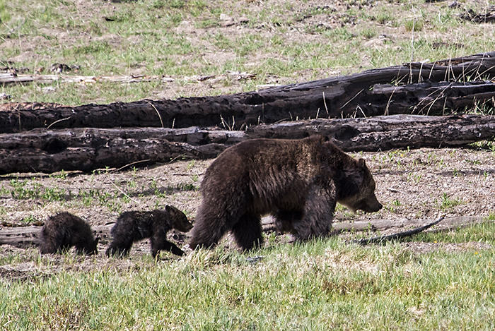 Grizzly & Cubs