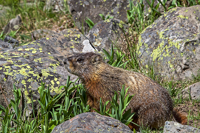 Yellow-bellied Marmot