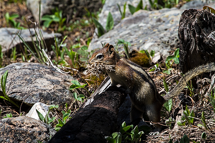 Golden-mantled Ground Squirrel