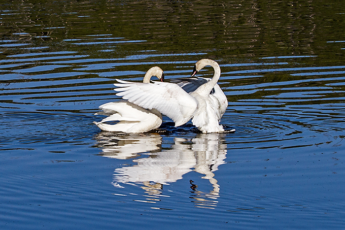 Swan Courting
