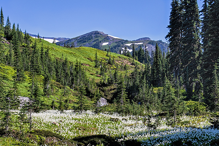 Avalanche Lilies