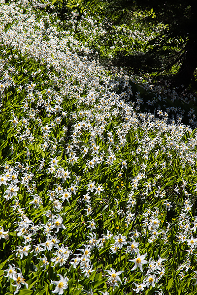 Avalanche Lilies