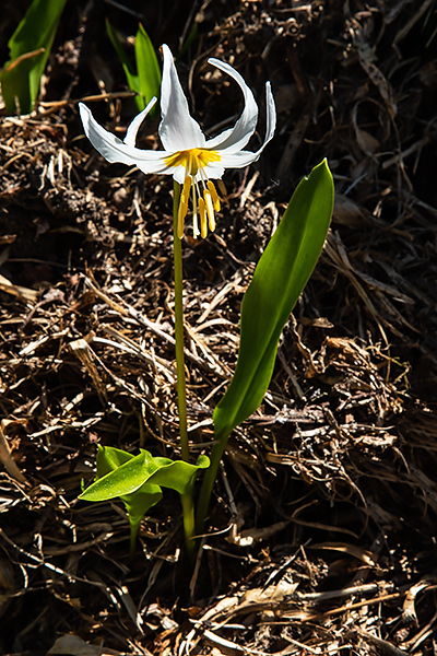 Avalanche Lily