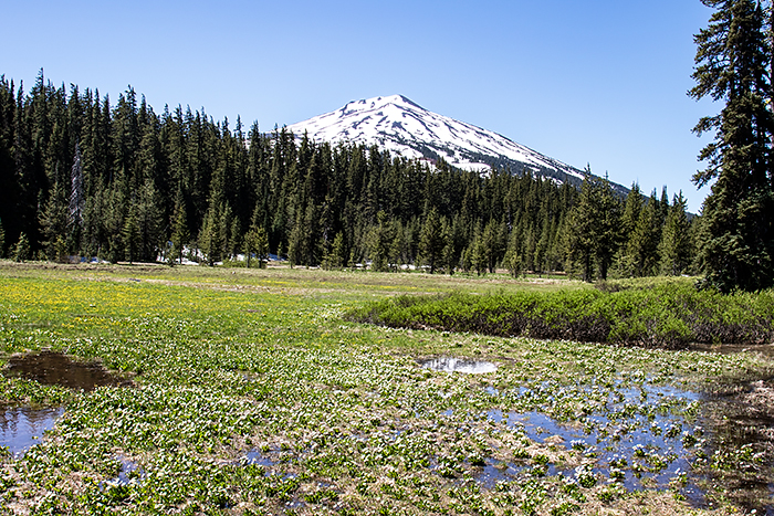 Meadow Wildflowers