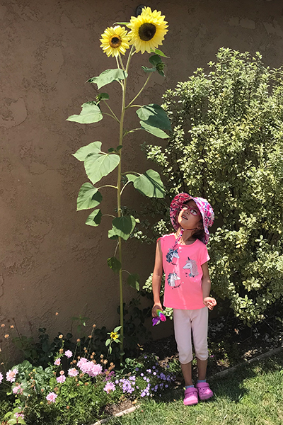 Josephine's Sunflower